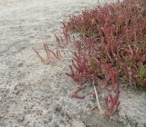 Salicornia natalensis. Вегетирующие растения. Намибия, регион Erongo, южная граница г. Свакопмунд, дельта р. Свакоп. 05.03.2020.