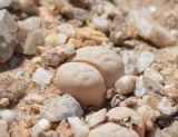 Lithops ruschiorum