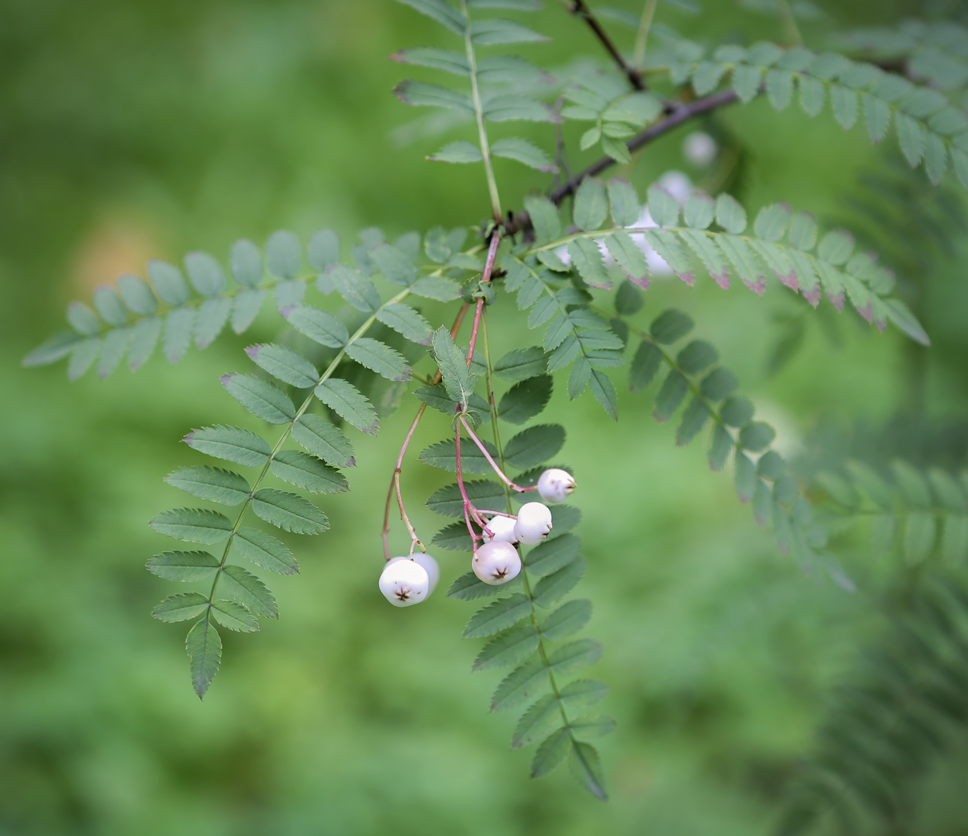 Изображение особи Sorbus eburnea.