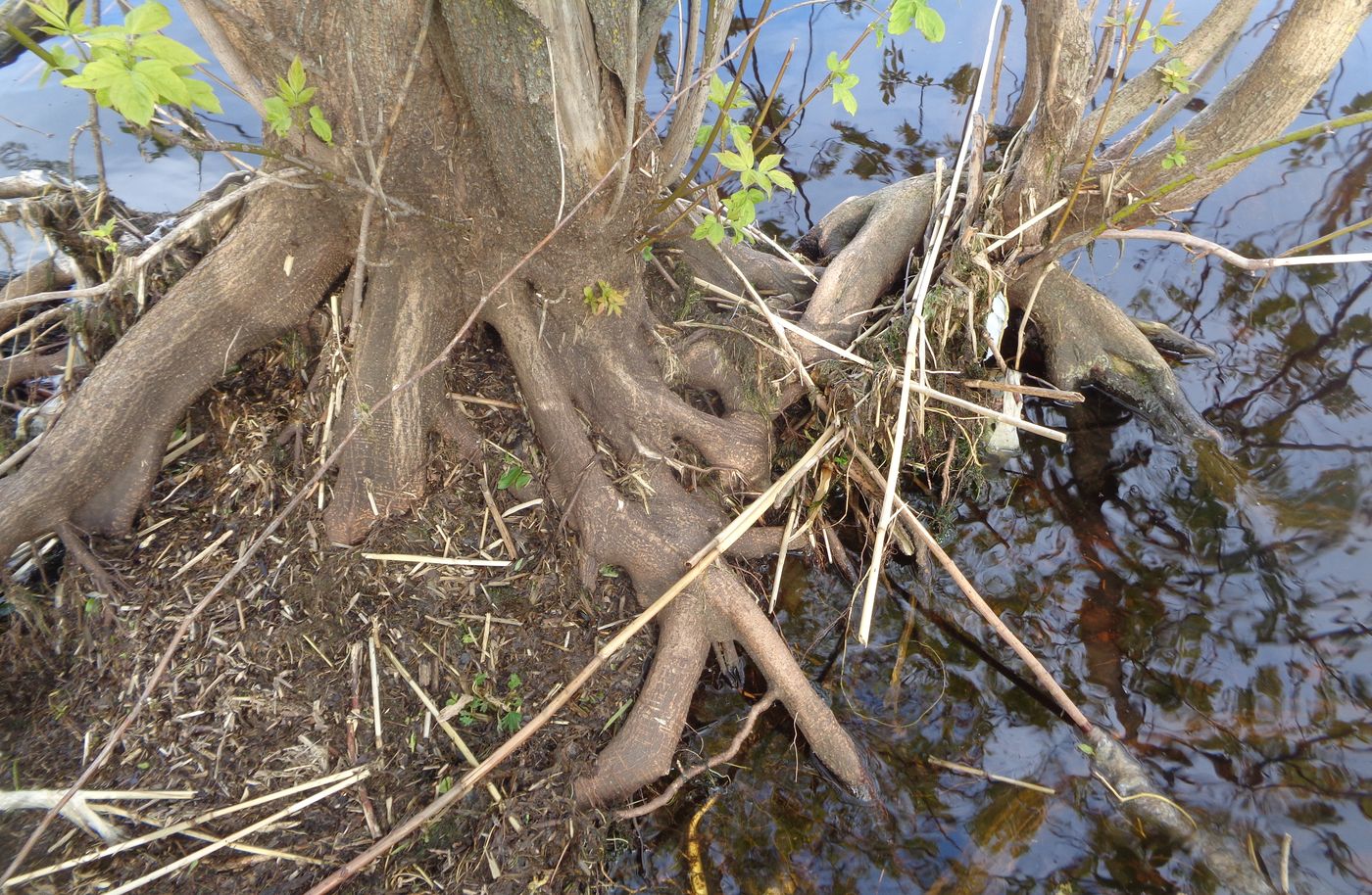 Image of Acer negundo specimen.