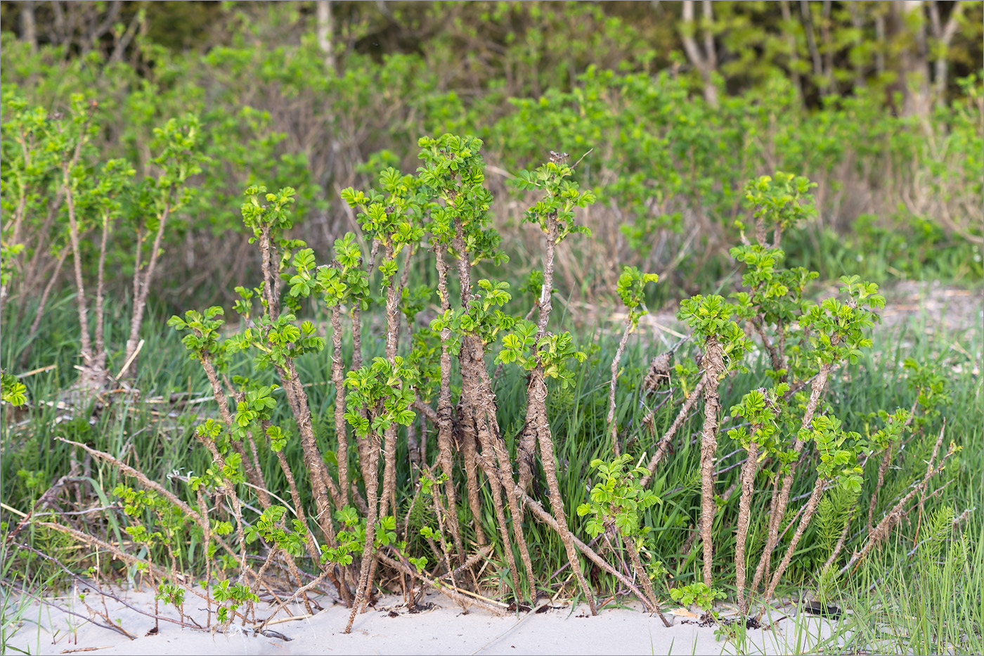 Image of Rosa rugosa specimen.