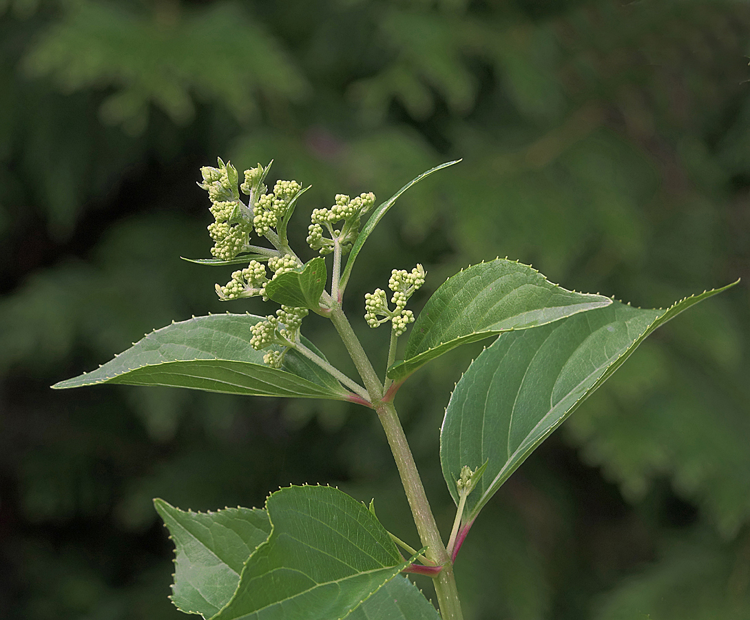 Изображение особи Hydrangea paniculata.