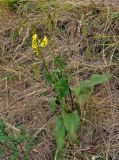 Verbascum nigrum