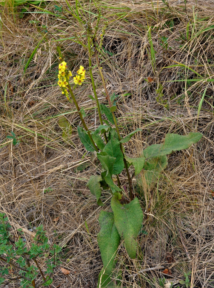 Изображение особи Verbascum nigrum.