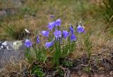 Campanula rotundifolia. Цветущие растения. Челябинская обл., Катав-Ивановский р-н, хребет Зигальга, ≈ 1300 м н.у.м., луговина между камней. 20.07.2020.