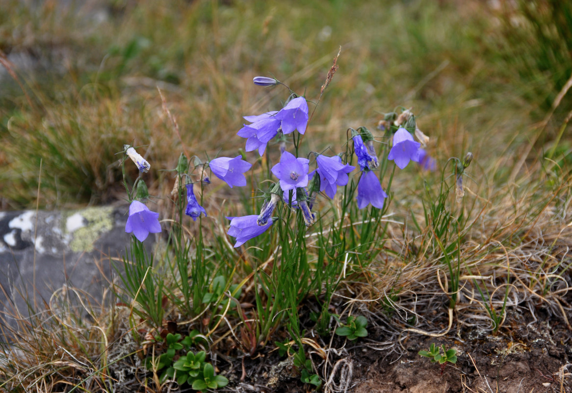 Image of Campanula rotundifolia specimen.