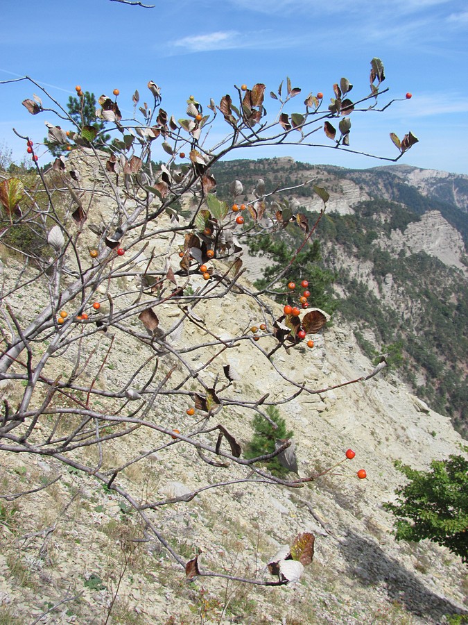 Image of Sorbus taurica specimen.