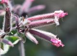 Saponaria glutinosa. Цветки. Краснодарский край, МО г. Анапа, окр. с. Сукко, окр. оз. Сукко вблизи плотины, каменистый склон. 10.06.2019.