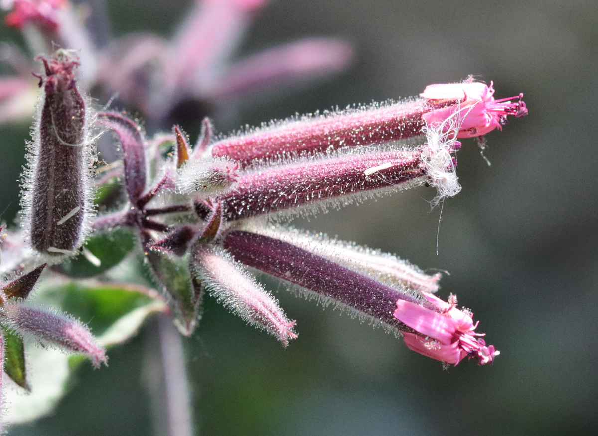 Изображение особи Saponaria glutinosa.