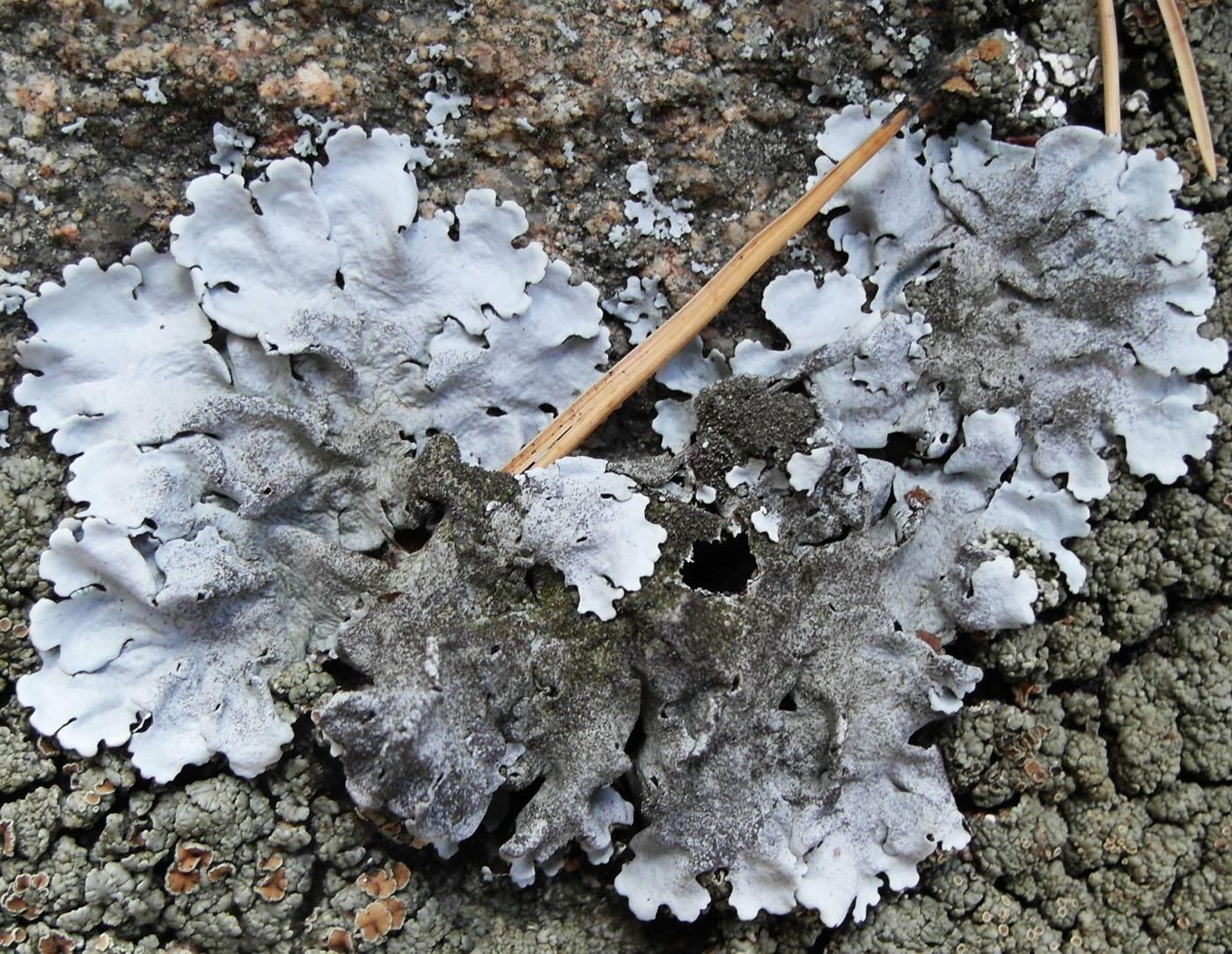 Image of Parmelina tiliacea specimen.