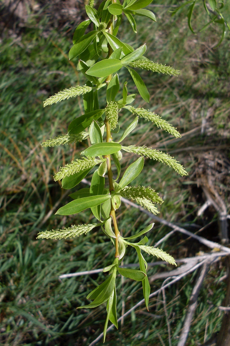 Image of genus Salix specimen.