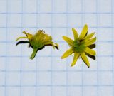Aeonium arboreum. Цветки. Израиль, Нижняя Галилея, г. Верхний Назарет, цветник. 31.03.2021.