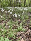 Cardamine pratensis