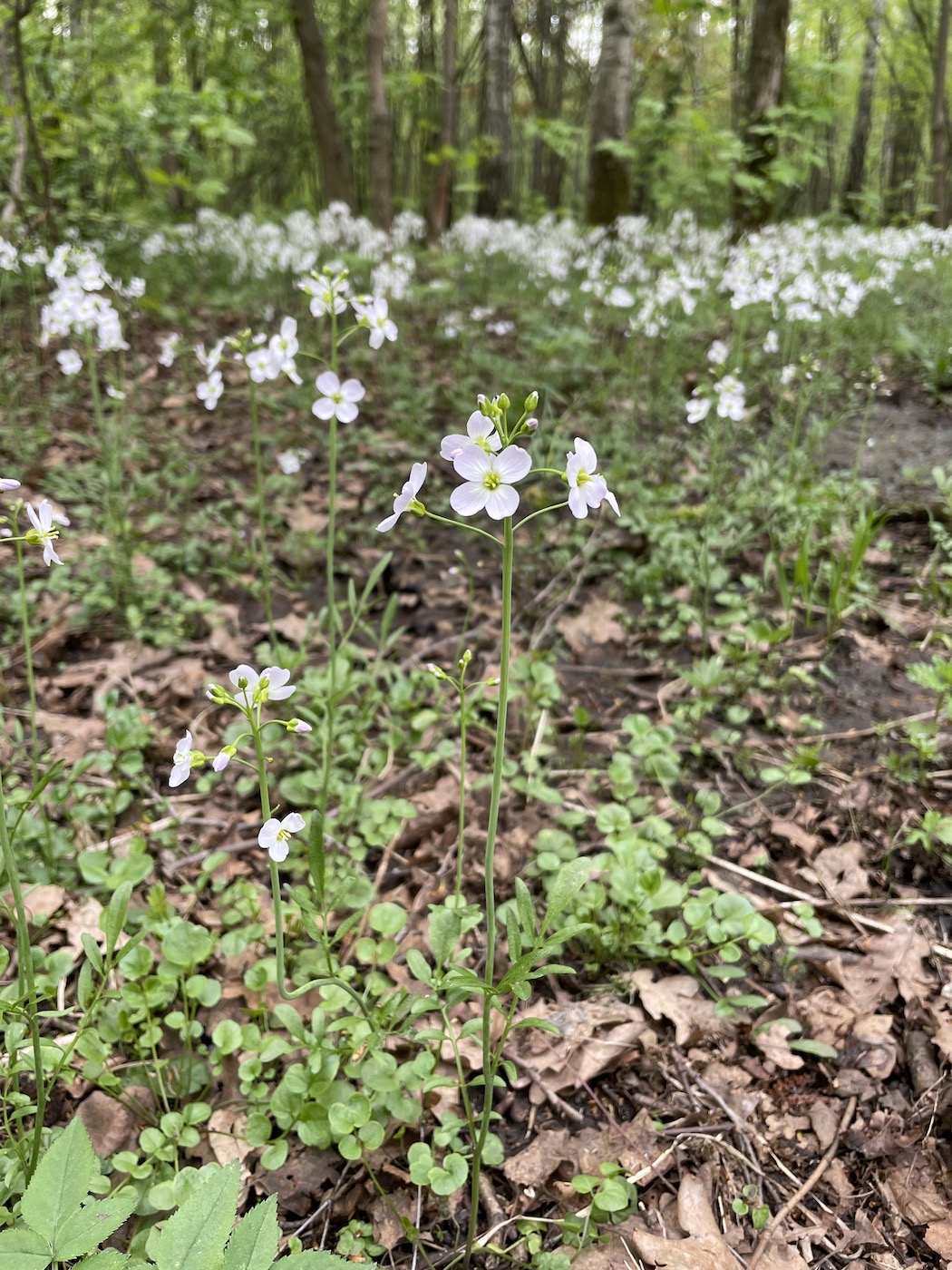 Image of Cardamine pratensis specimen.