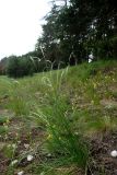 Stipa pennata