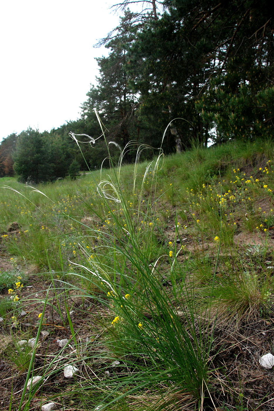 Изображение особи Stipa pennata.