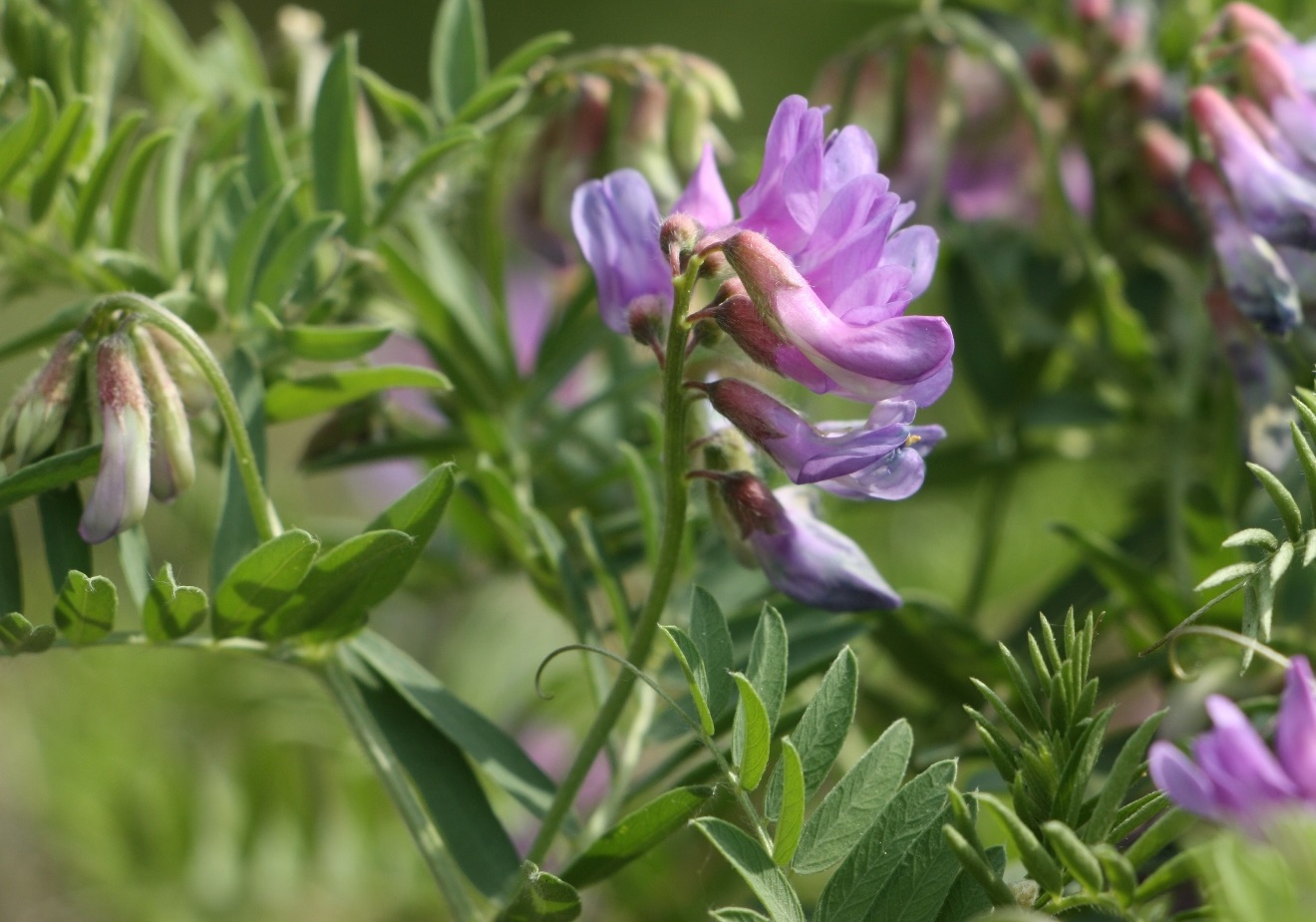 Image of Vicia uralensis specimen.