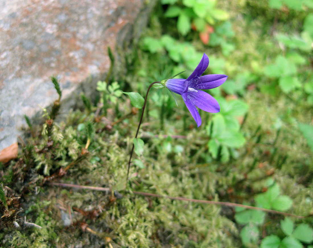 Изображение особи Campanula abietina.