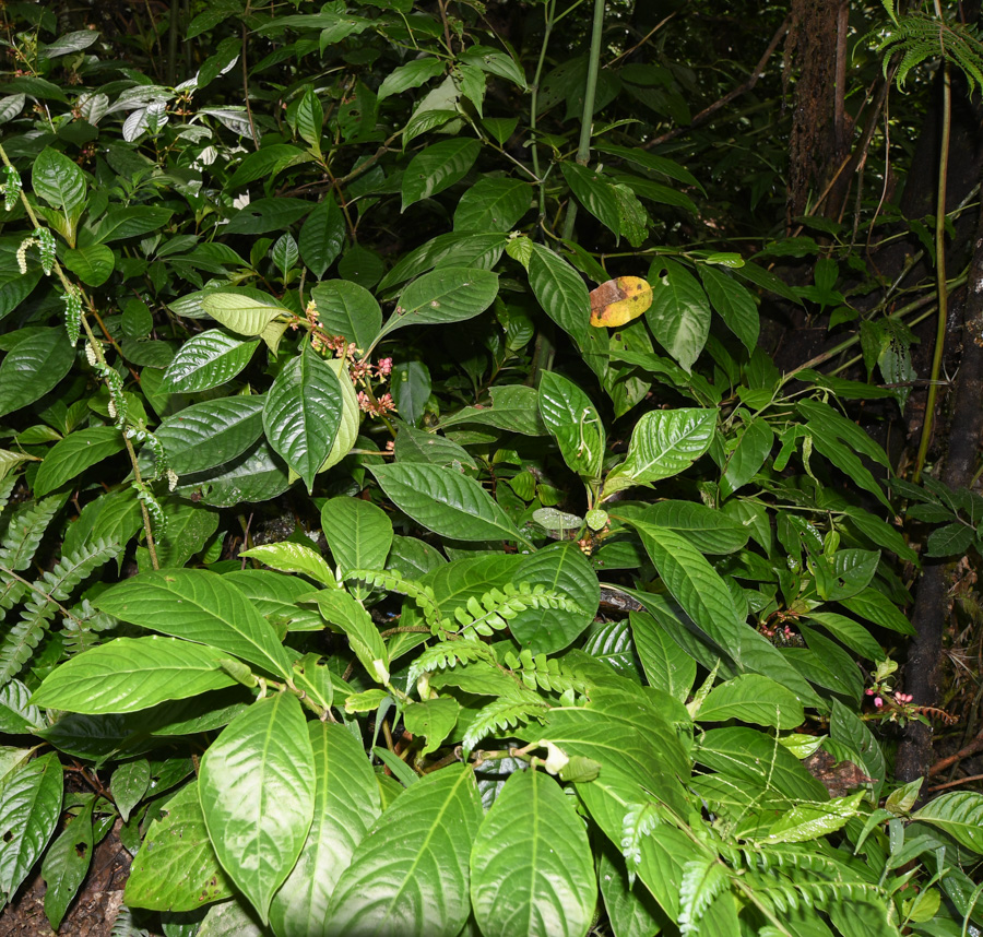Image of Hoffmannia obovata specimen.