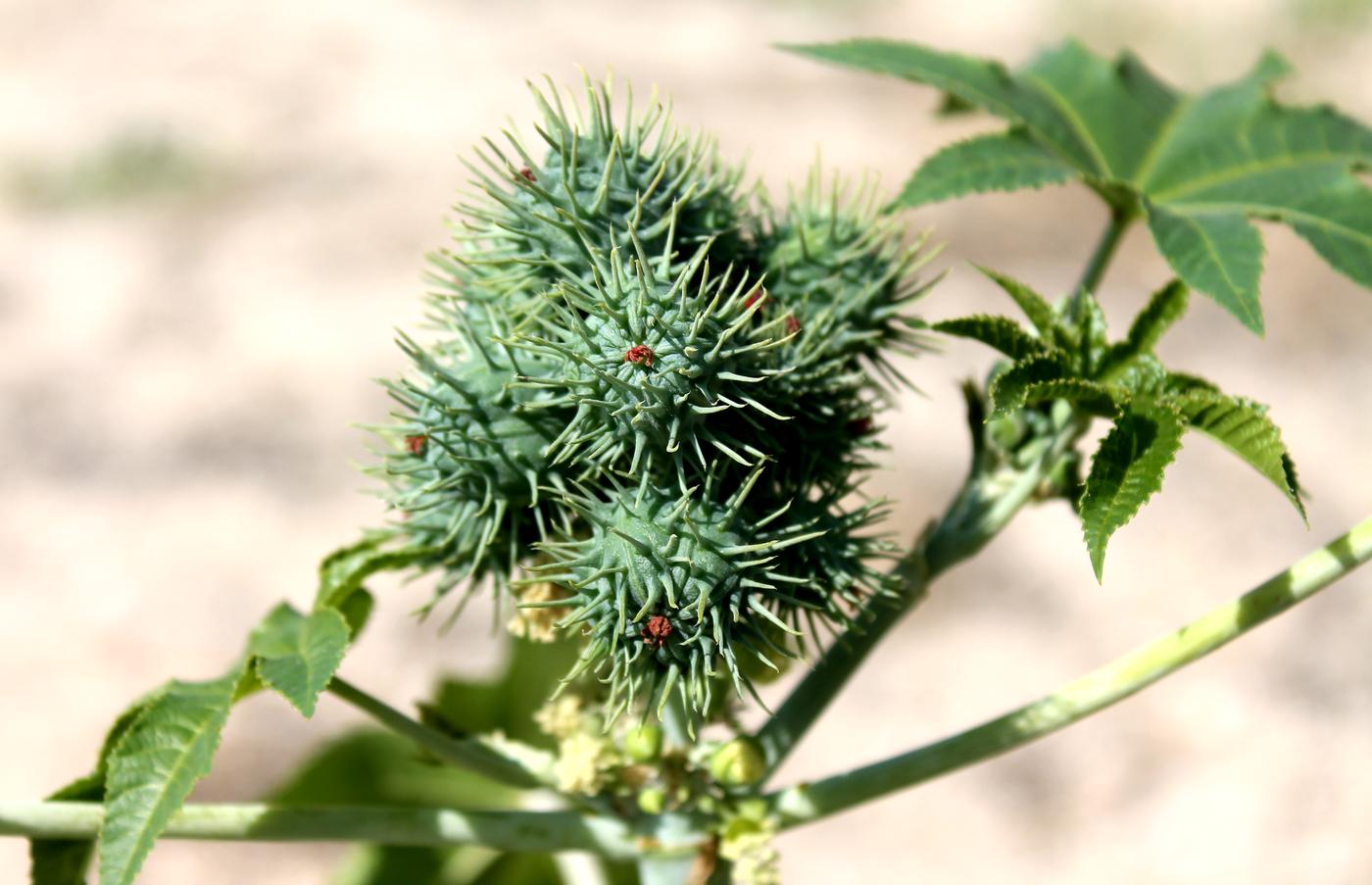 Image of Ricinus communis specimen.