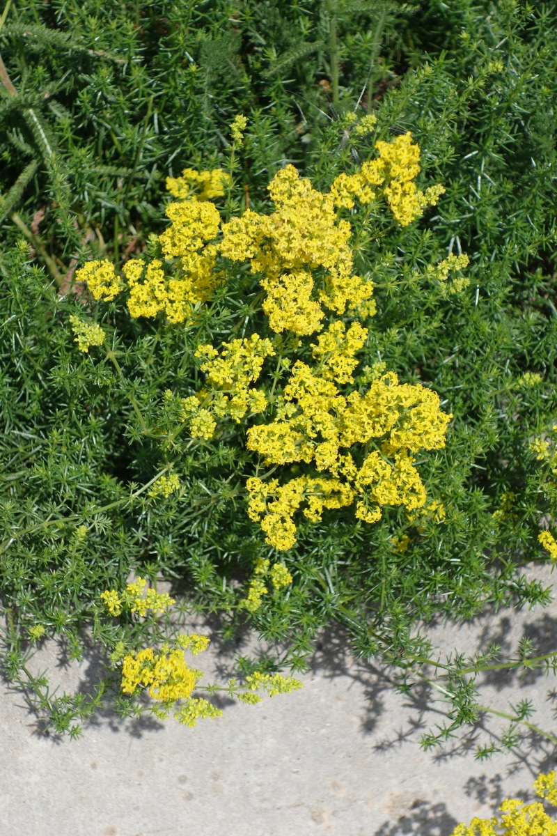 Изображение особи Galium verum.