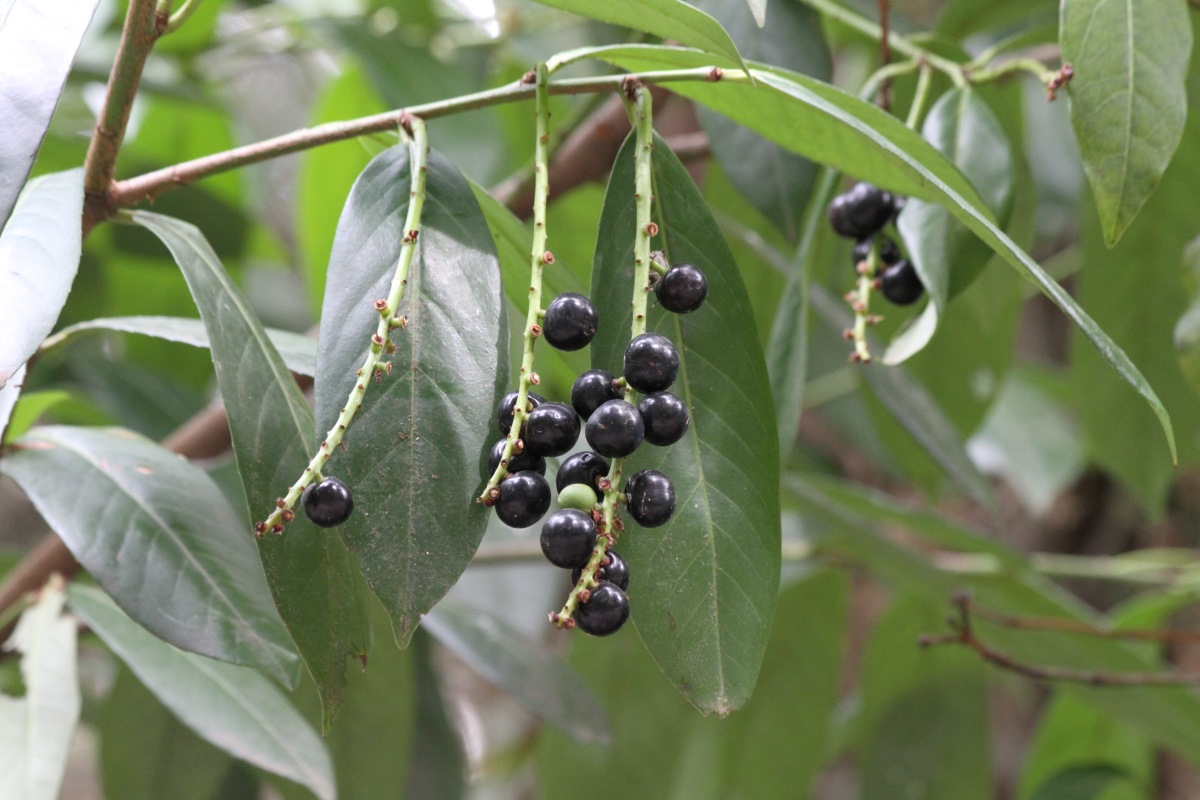 Image of Lauro-cerasus officinalis specimen.