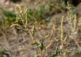 Atriplex tatarica