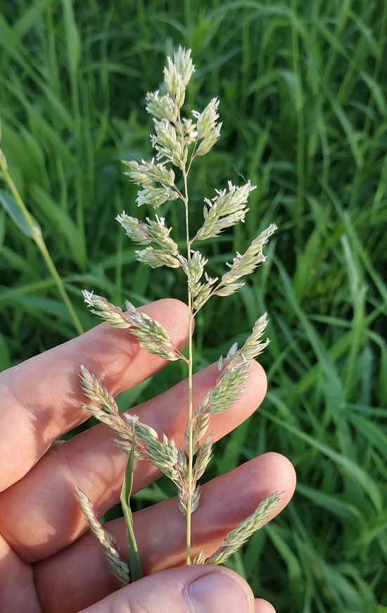 Изображение особи Phalaroides arundinacea.