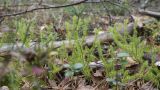 Lycopodium clavatum