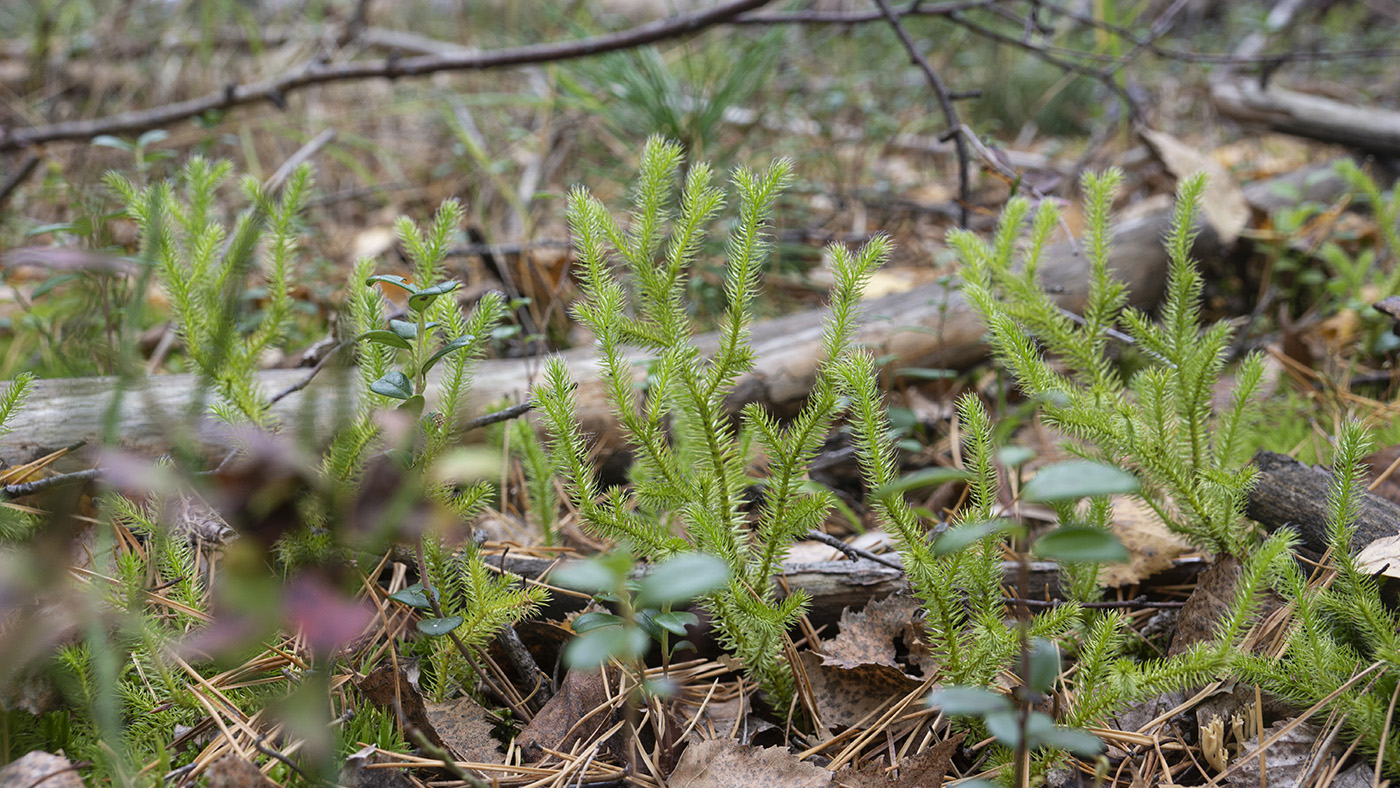 Image of Lycopodium clavatum specimen.