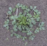 Ranunculus sceleratus