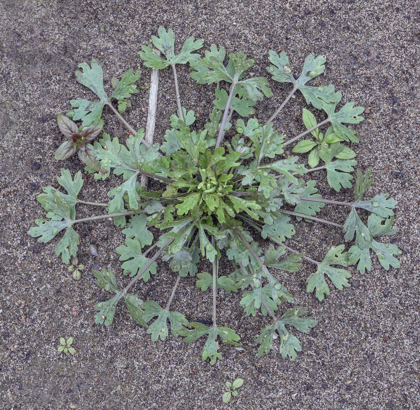 Image of Ranunculus sceleratus specimen.