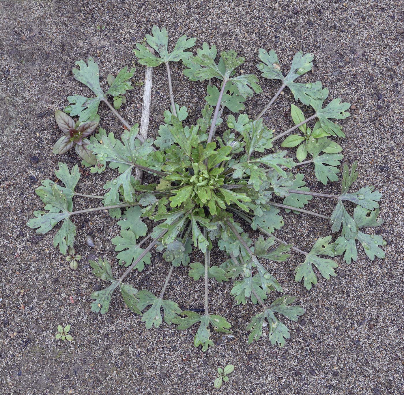 Изображение особи Ranunculus sceleratus.