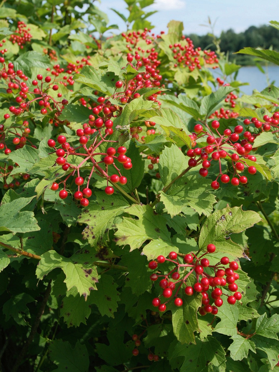 Image of Viburnum opulus specimen.