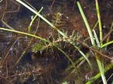 Myriophyllum verticillatum