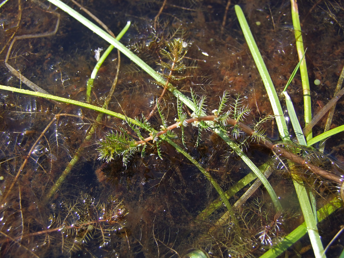 Image of Myriophyllum verticillatum specimen.