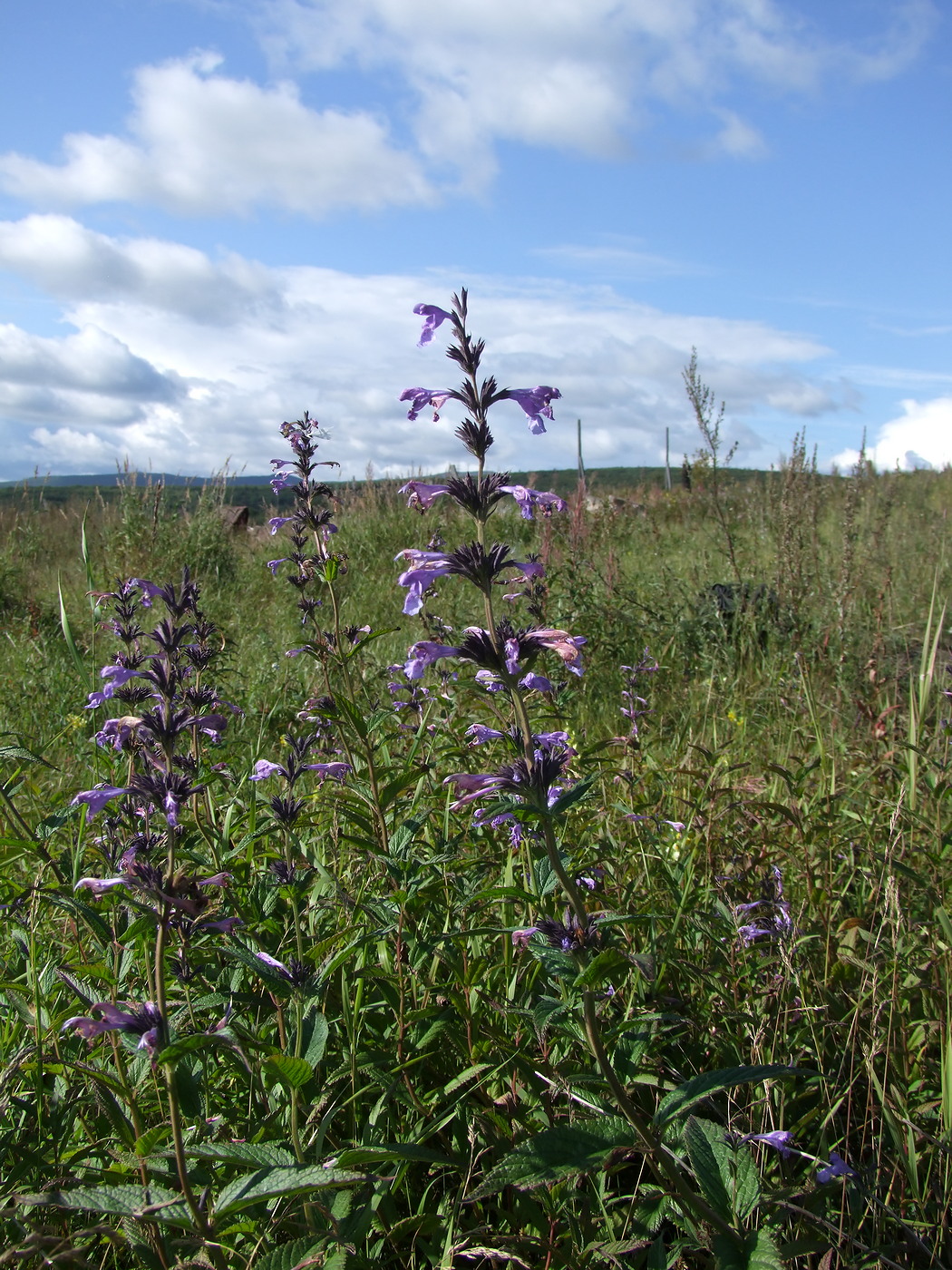 Image of Nepeta sibirica specimen.