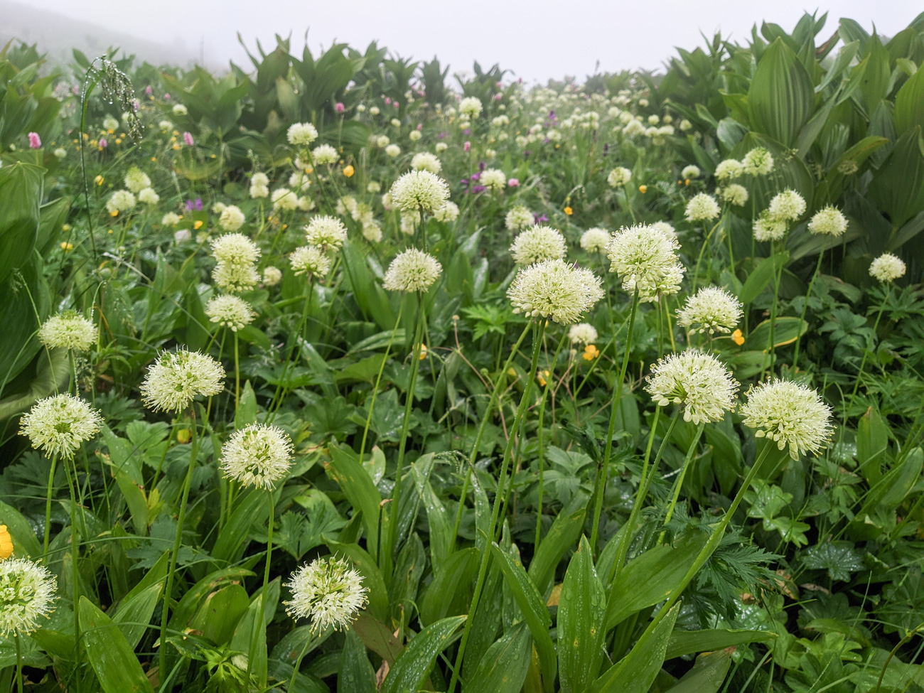 Image of Allium victorialis specimen.