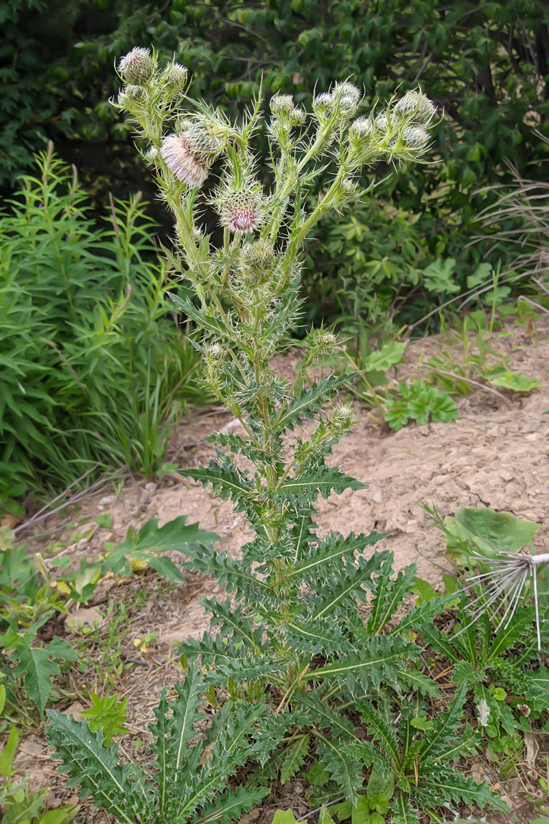 Image of Cirsium echinus specimen.