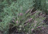 Calluna vulgaris