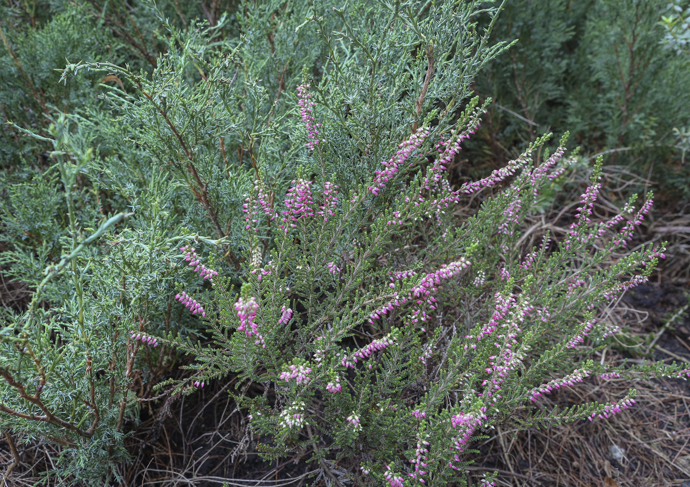 Image of Calluna vulgaris specimen.