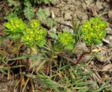 Euphorbia helioscopia