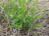 Polygala sibirica