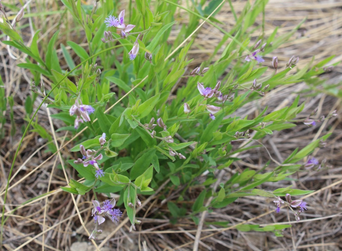 Image of Polygala sibirica specimen.