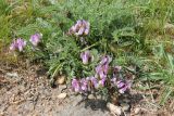 Astragalus kurdaicus