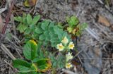 Linaria japonica