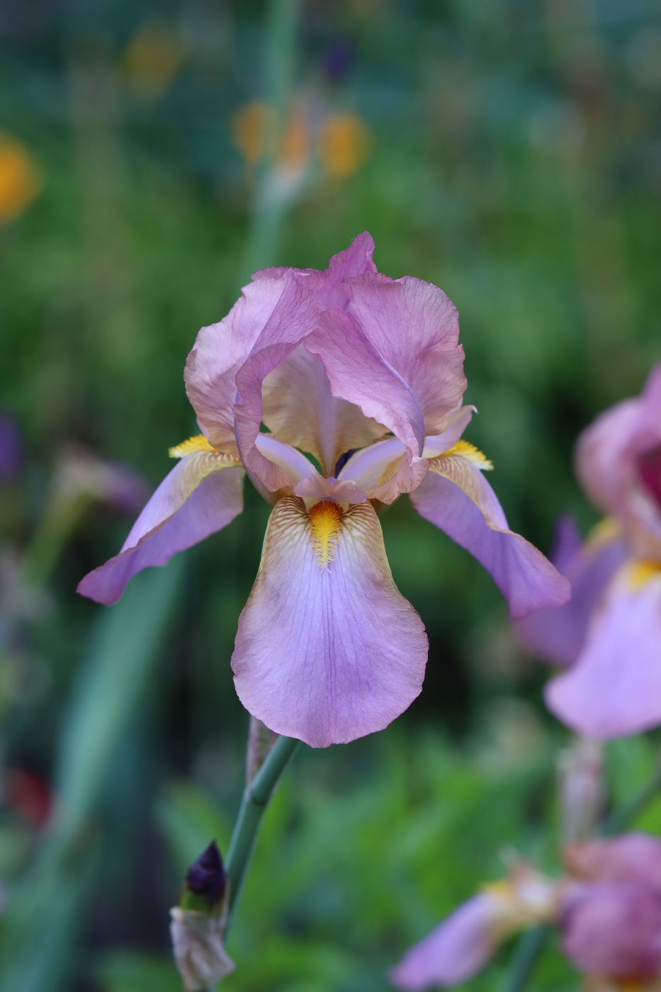 Image of Iris × hybrida specimen.