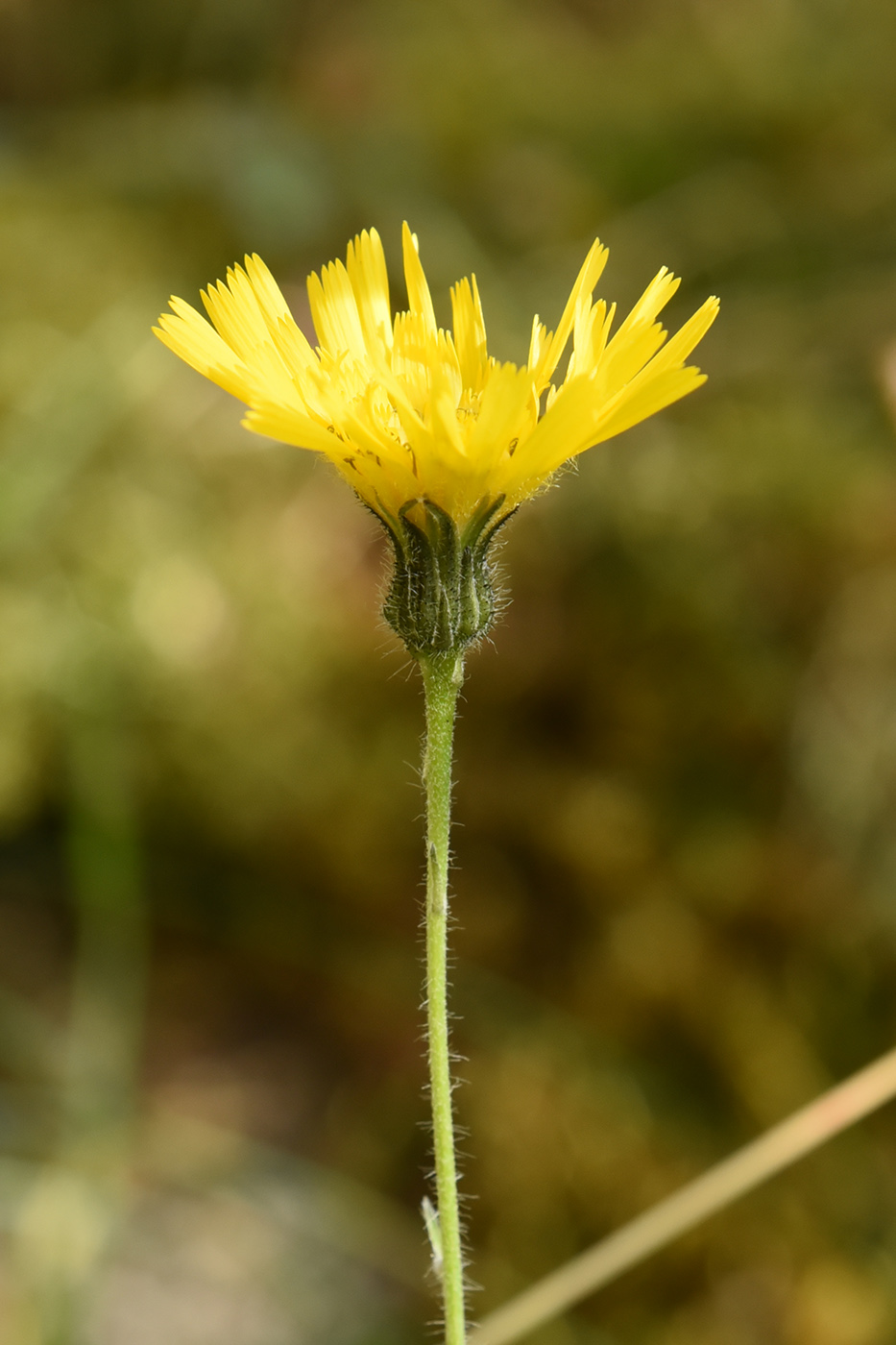 Image of Hieracium korshinskyi specimen.