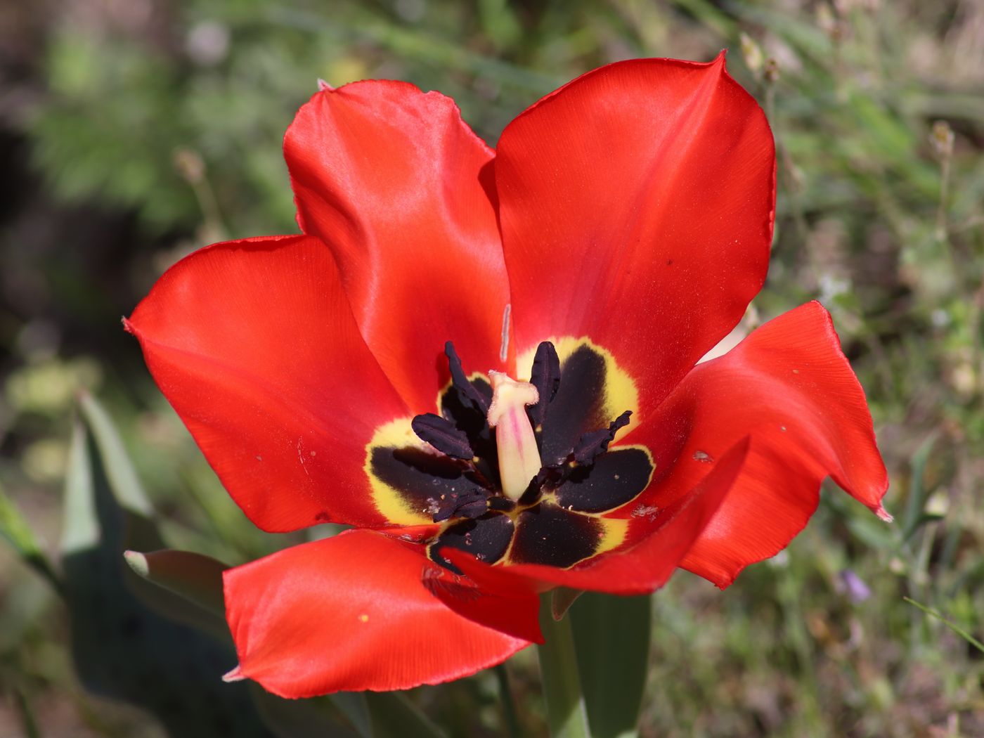 Image of Tulipa greigii specimen.