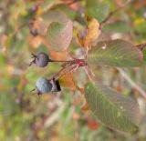 Amelanchier ovalis. Верхушка побега с соплодием. Горный Крым, восточный склон Ай-Петринской яйлы, ур. Таракташ, 14.10.2010.